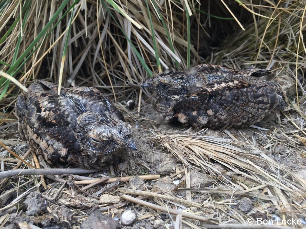 2 chicks