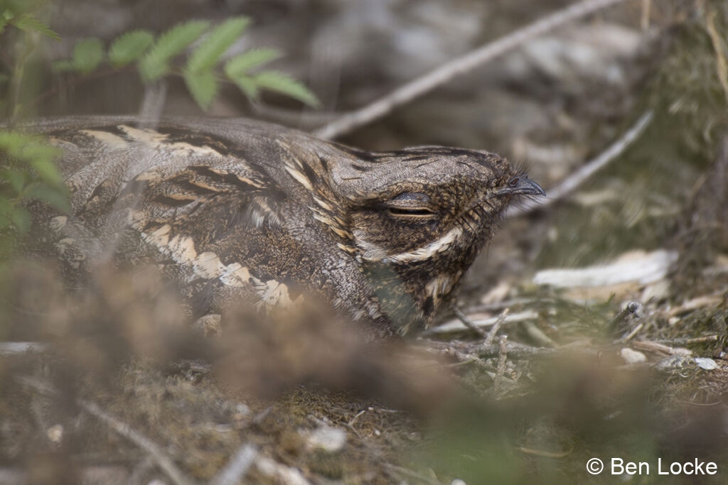 Camouflage