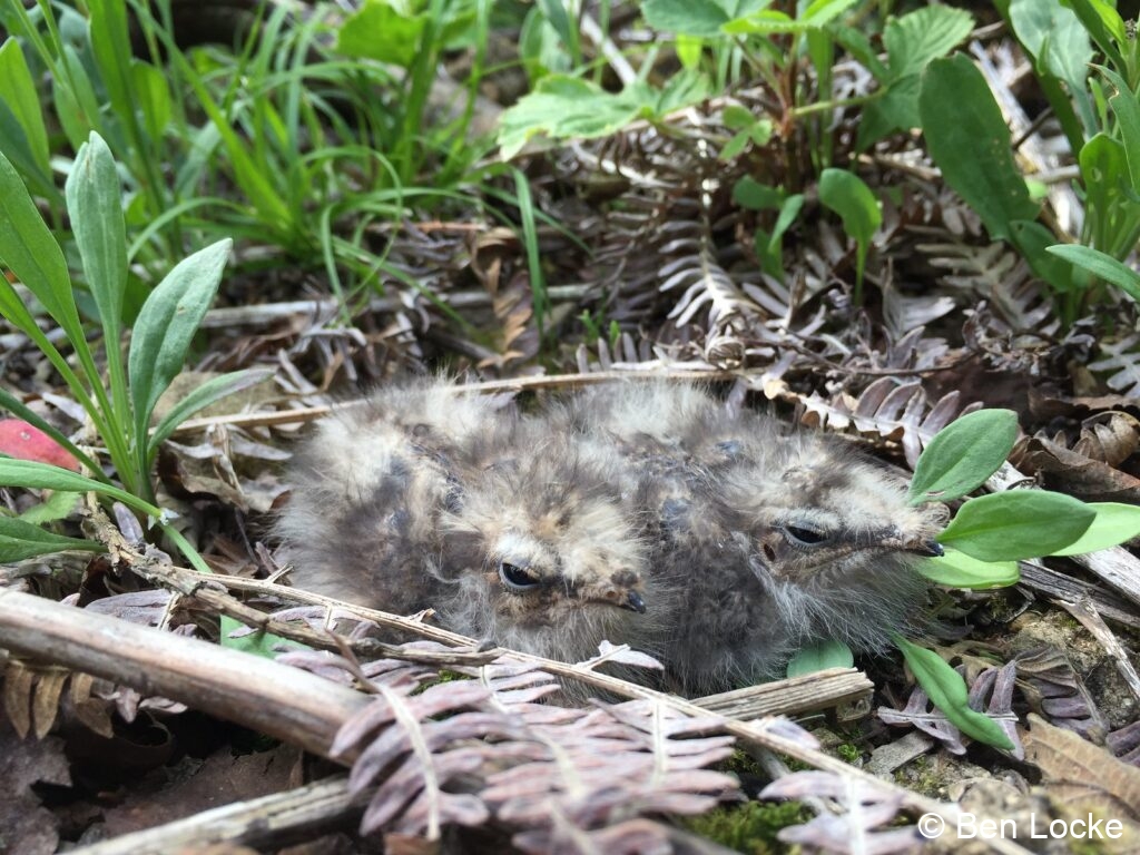 Chicks