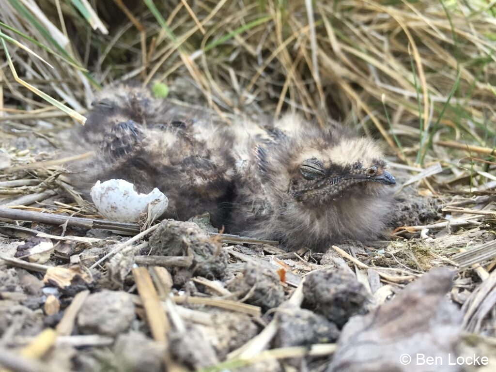 Chicks and shell