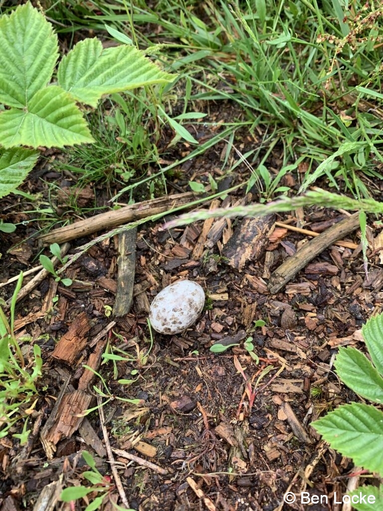 Egg