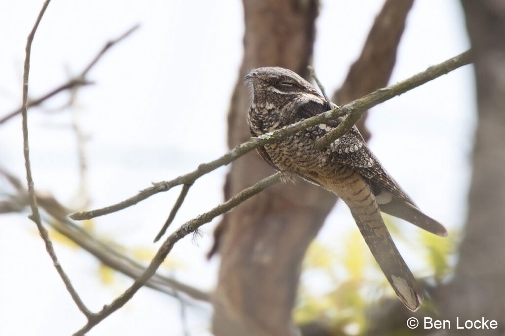 European-Nightjar