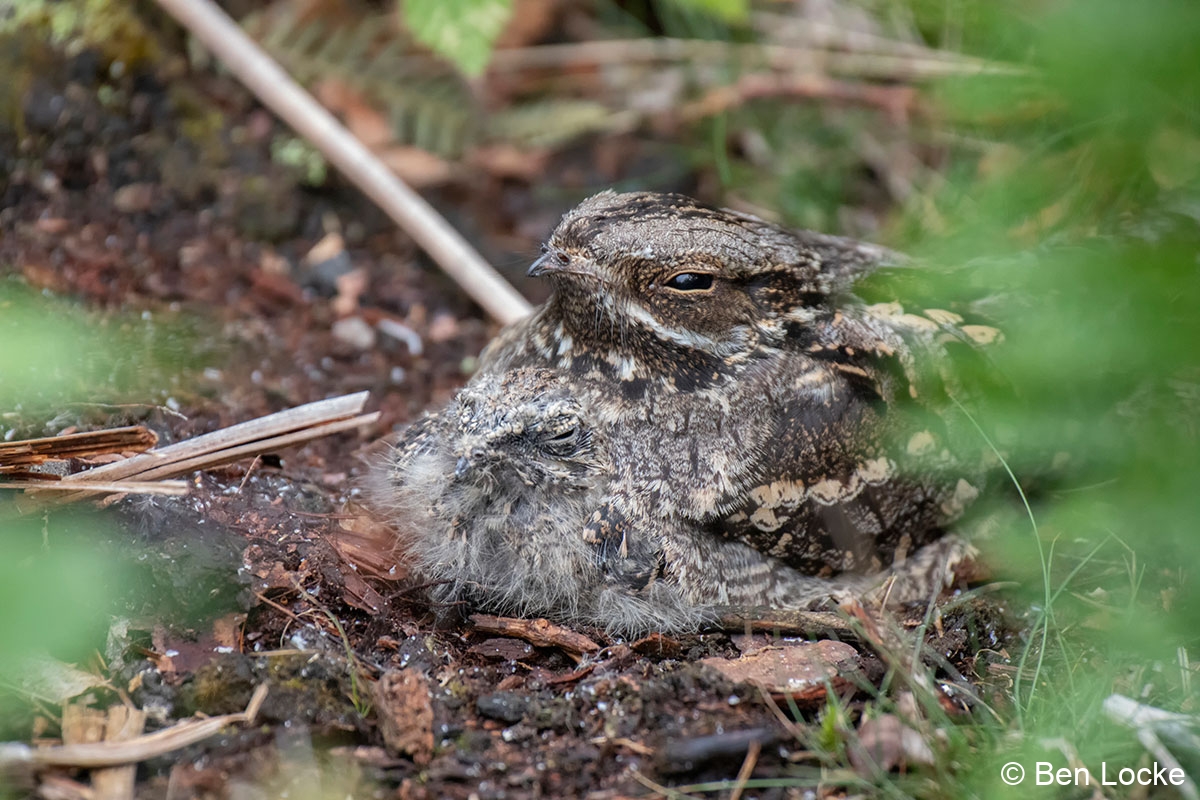 Gallery Nightjars Of The Forest Of Dean gallery-nightjars-of-the-forest-of-dean
