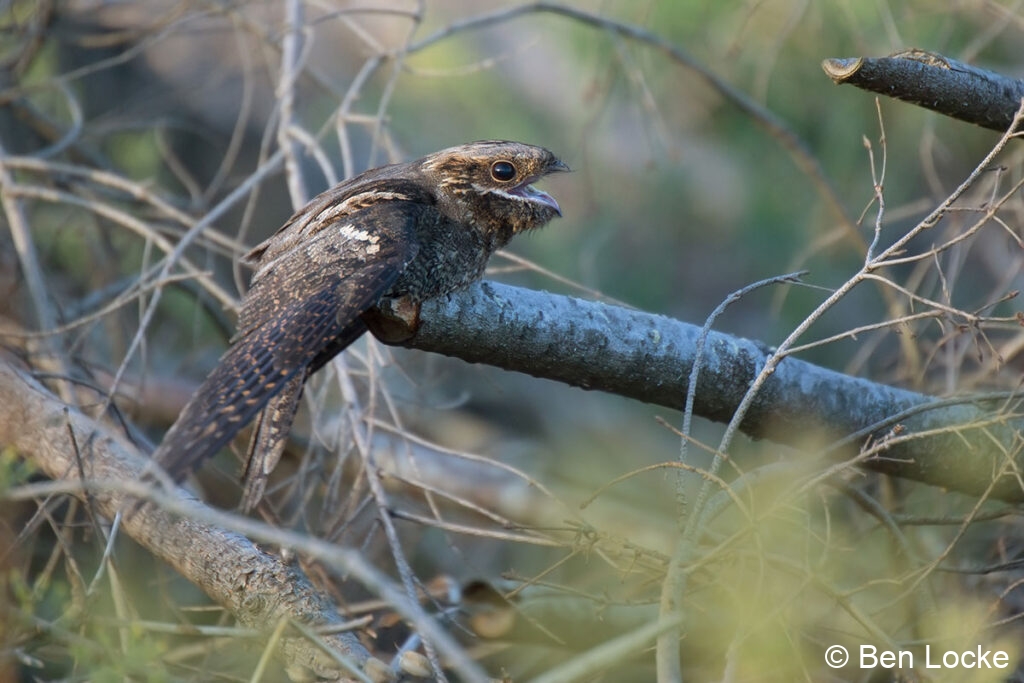Female-Nightjar