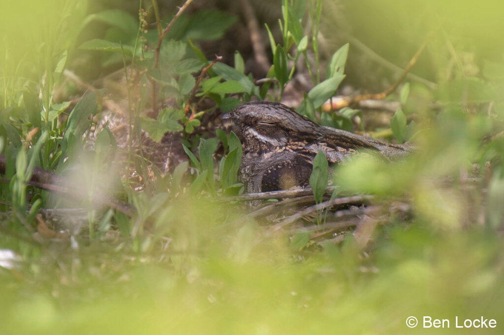 Female-Nightjar-at-Nest