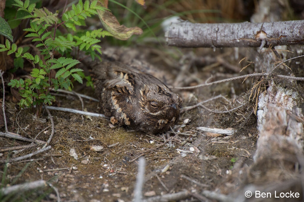 Incubating-Nightjar