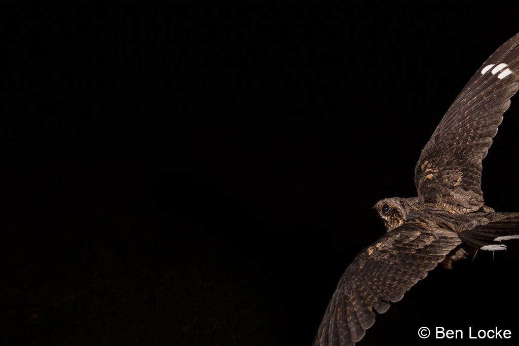 Male-Nightjar
