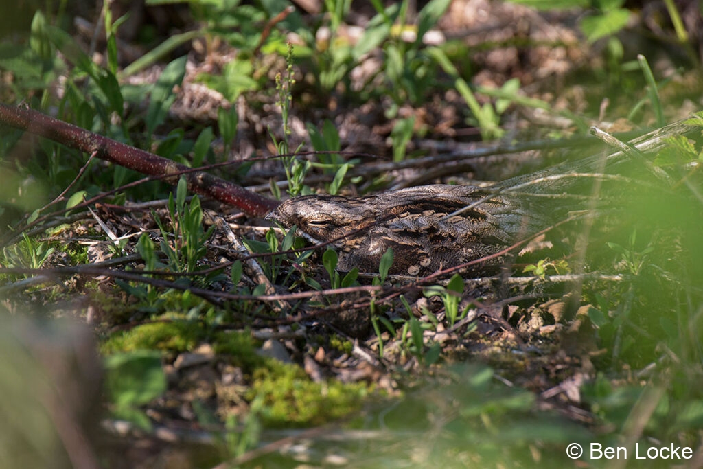 Nightjar