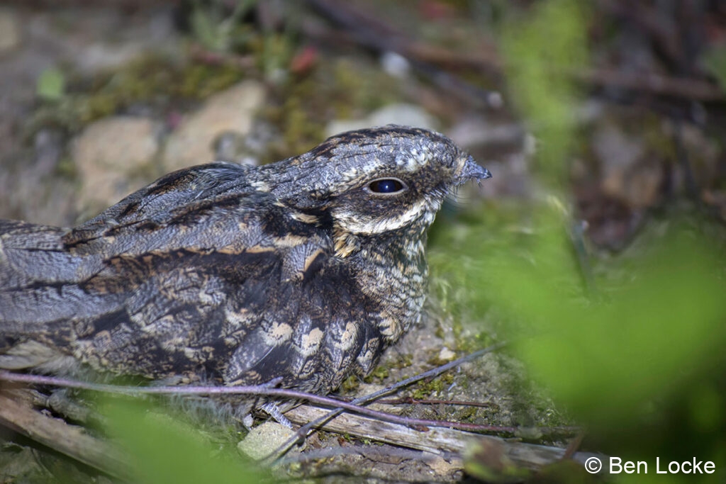 Nightjar-Fledgling