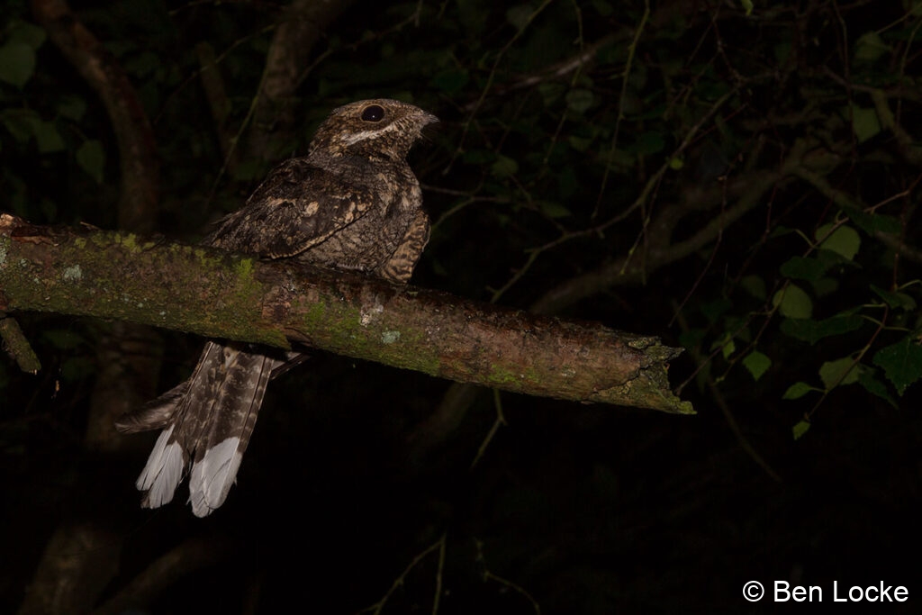 Nightjar,-Forest-of-Dean