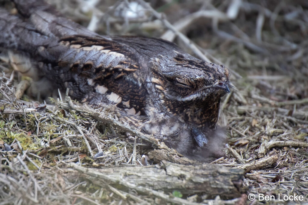 Nightjar-and-Chick