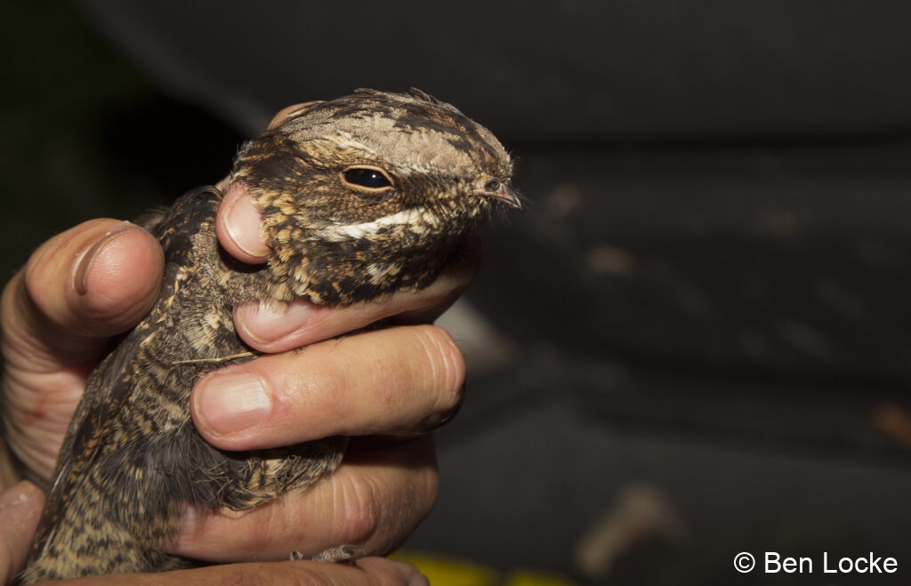 Nightjar during ringing