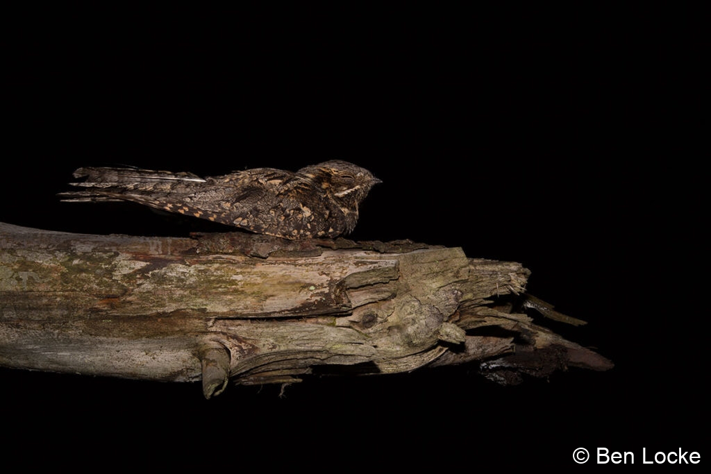 Nightjar-on-Branch