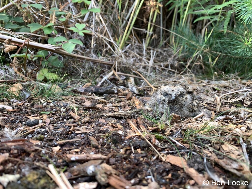 One chick