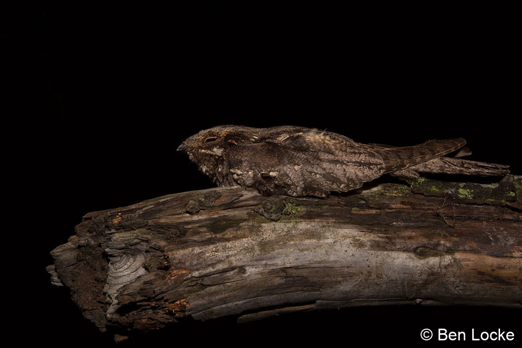 Perched-Nightjar