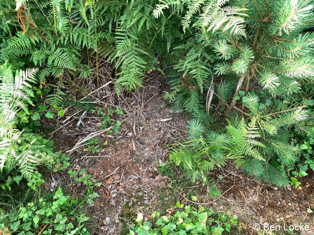 Spot the chicks