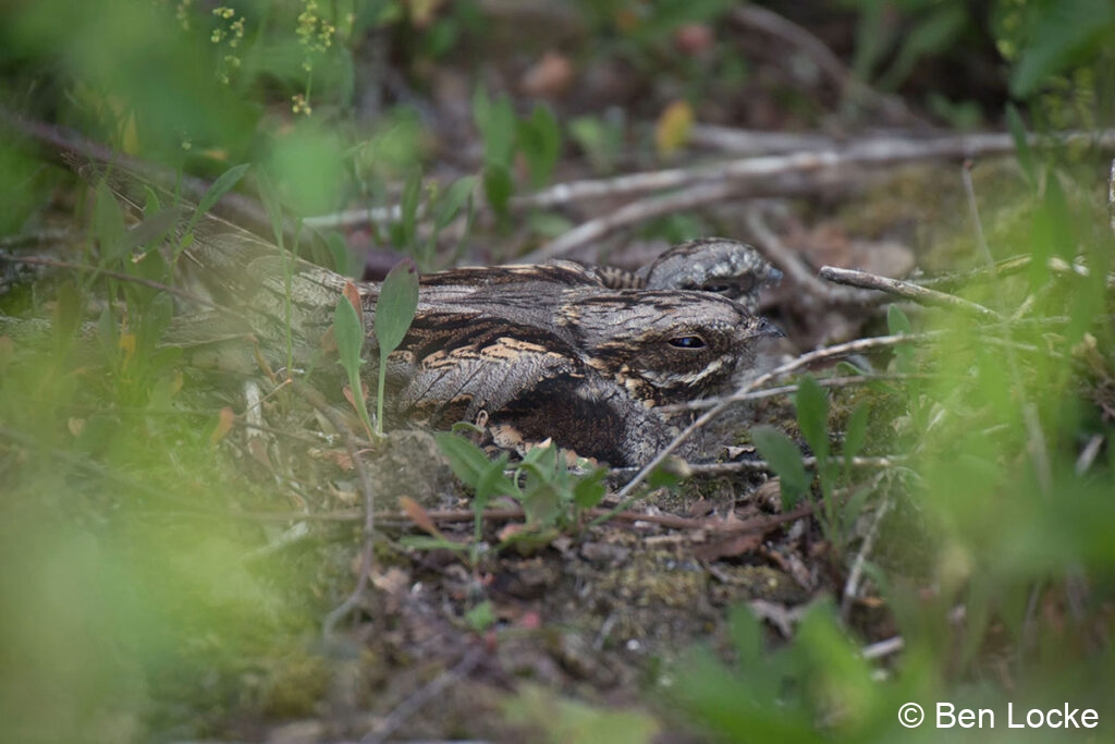 Two-Nightjars