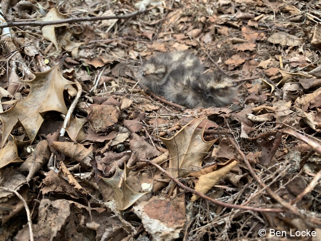 Two chicks