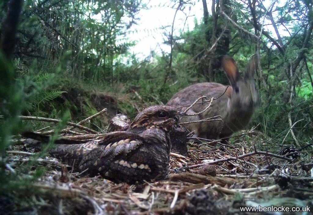 Female Nightjar & Rabbit