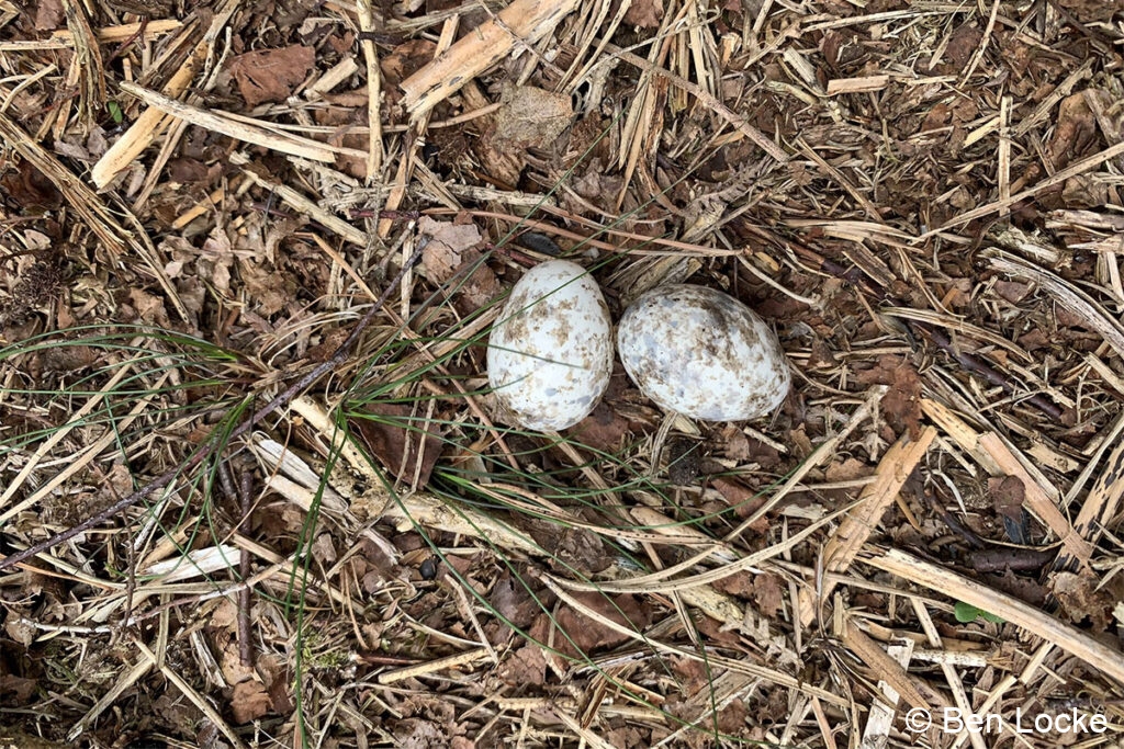 2021 nest