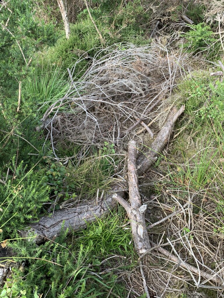 A typical roosting site