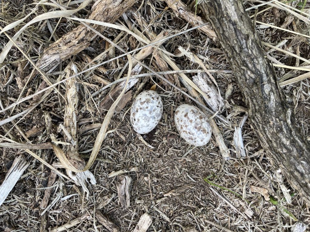 2025 nest