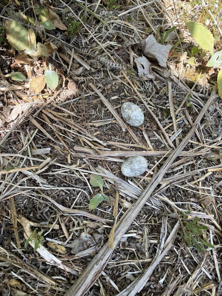 2025 nest