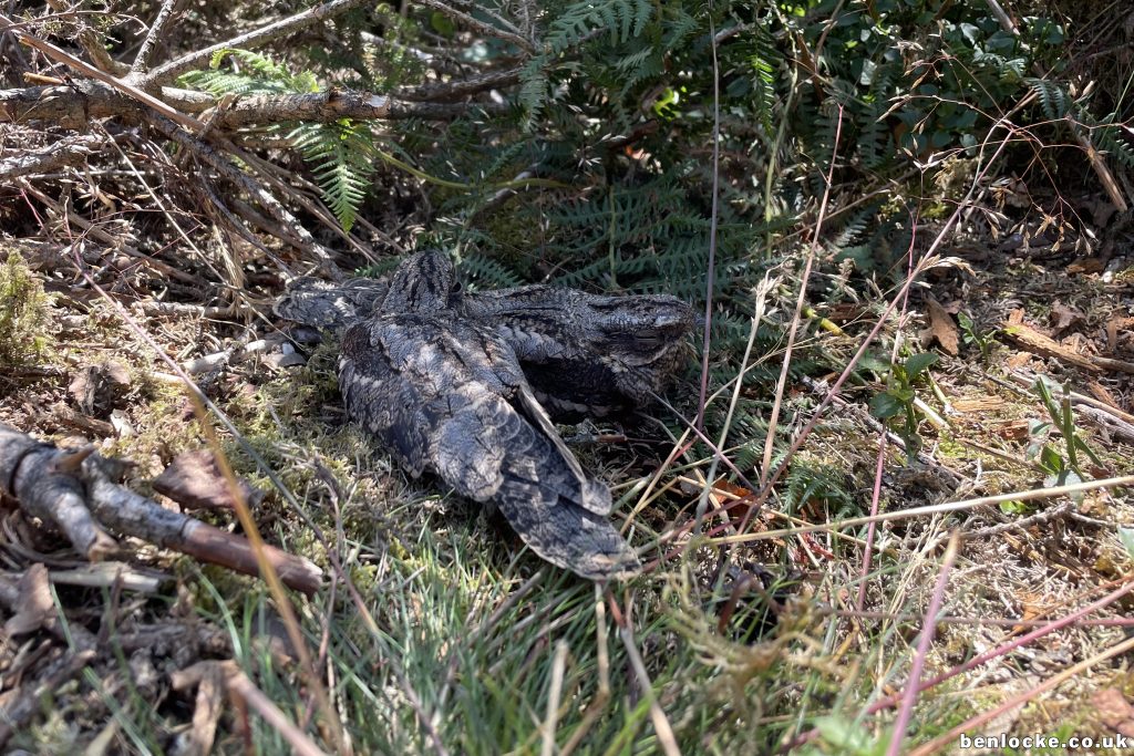 Fledged young
