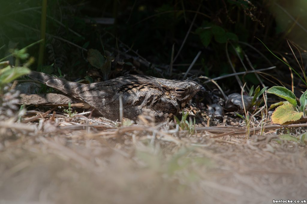 Female nightjar